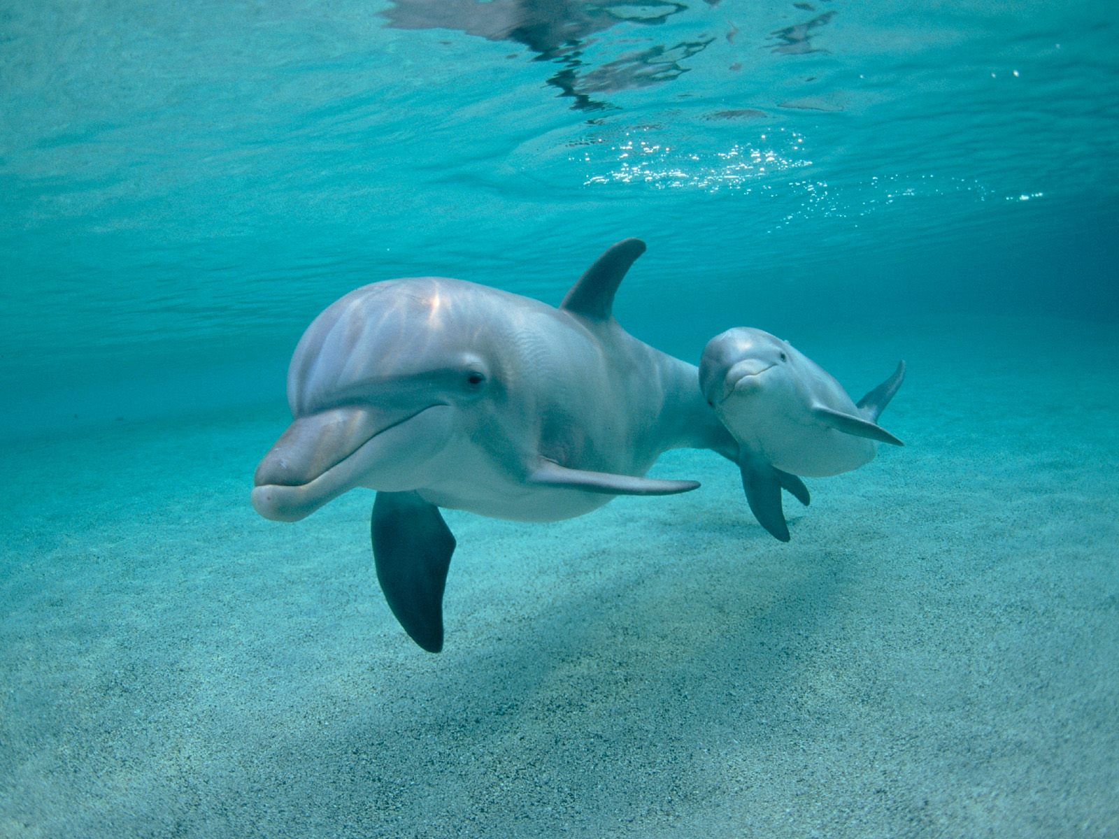 поплавать с дельфинами в открытом море