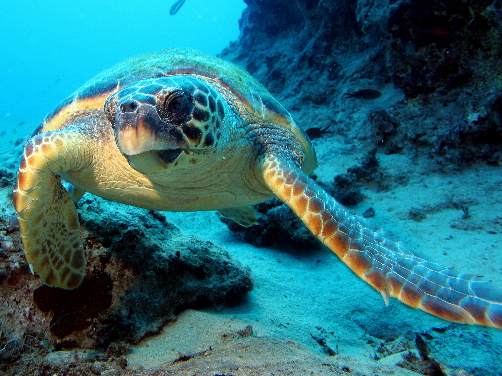 Морские животные морская черепаха