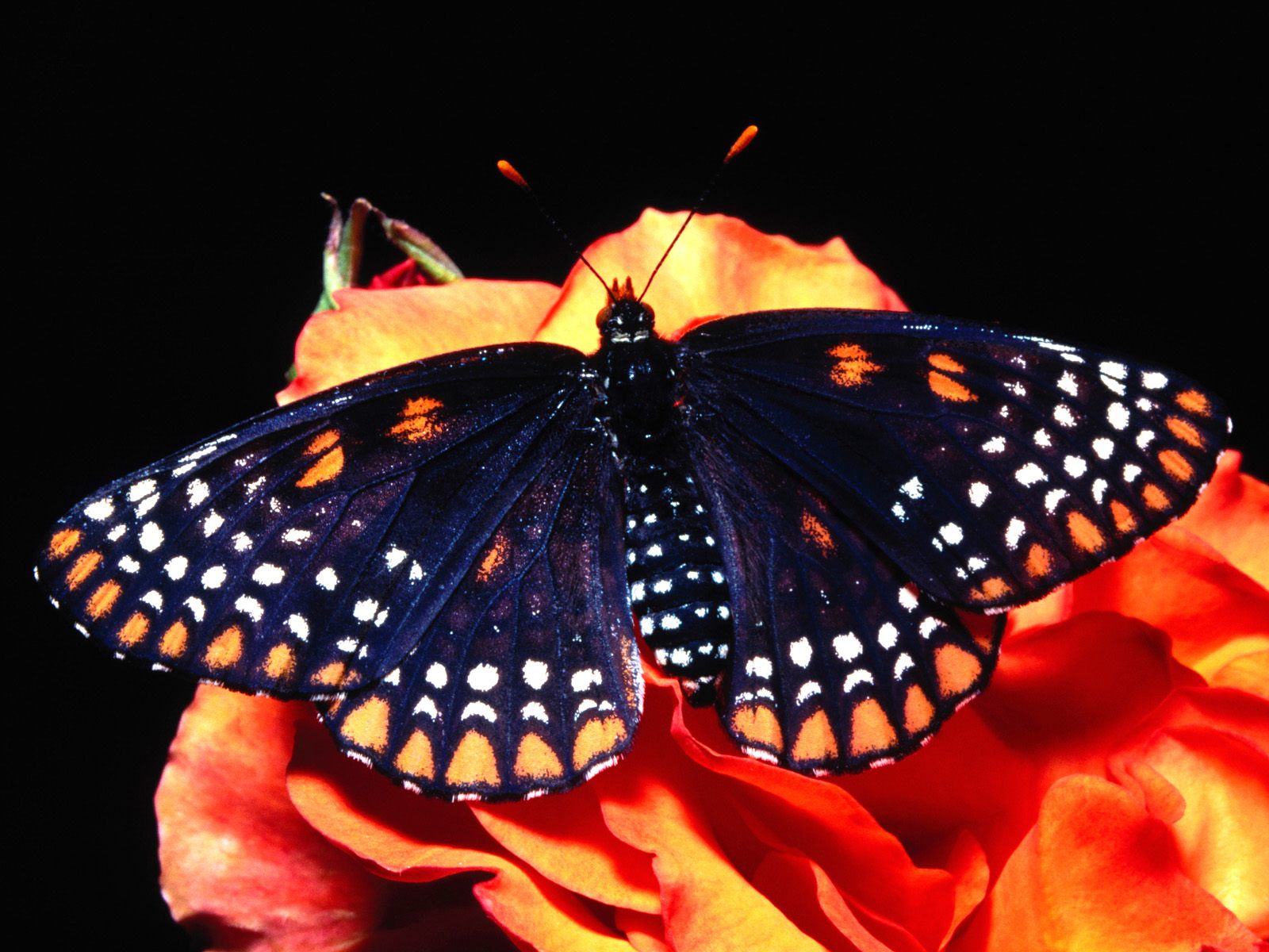 Бабочка оранжевая с черными