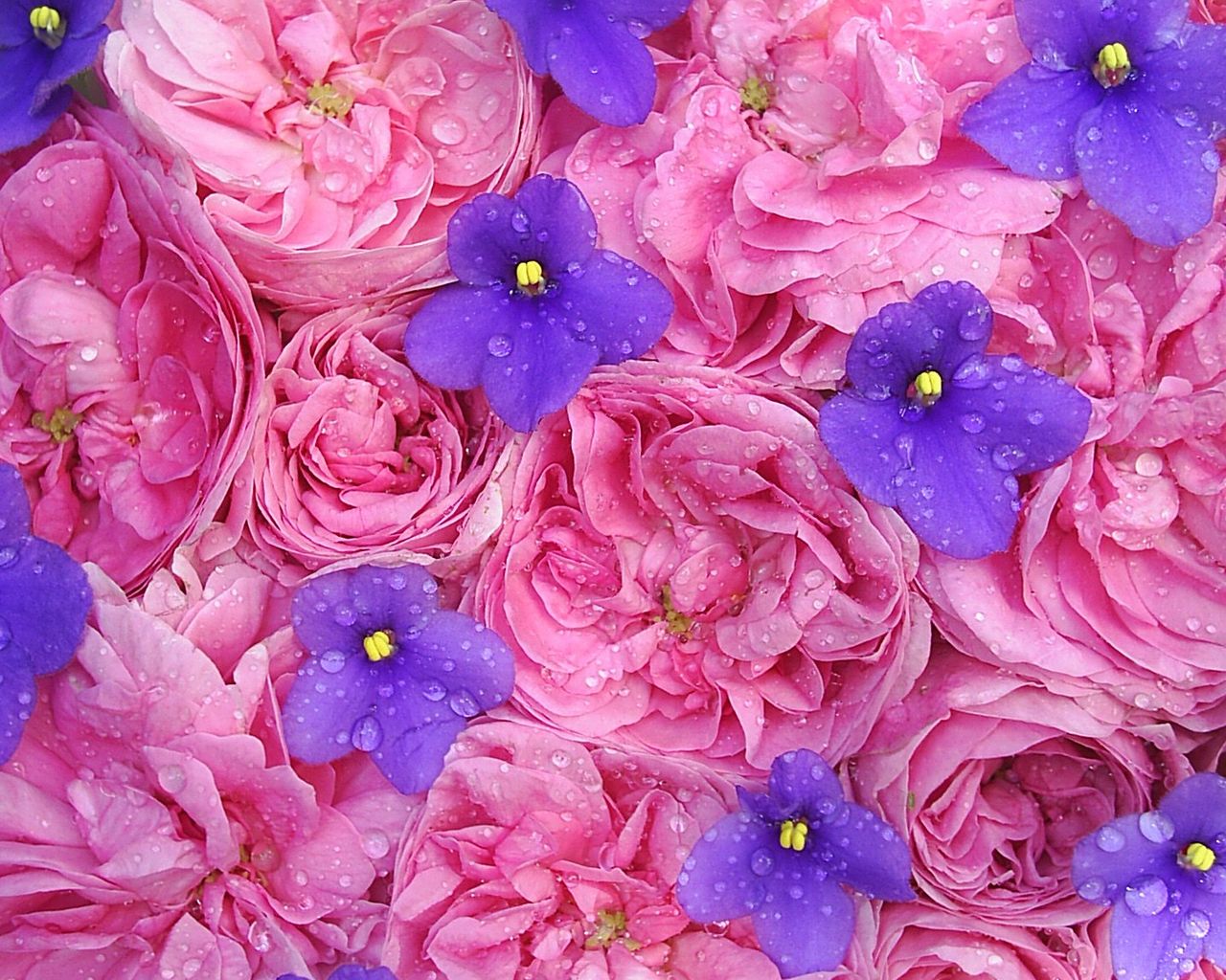 Цветок с множеством розовых цветочков