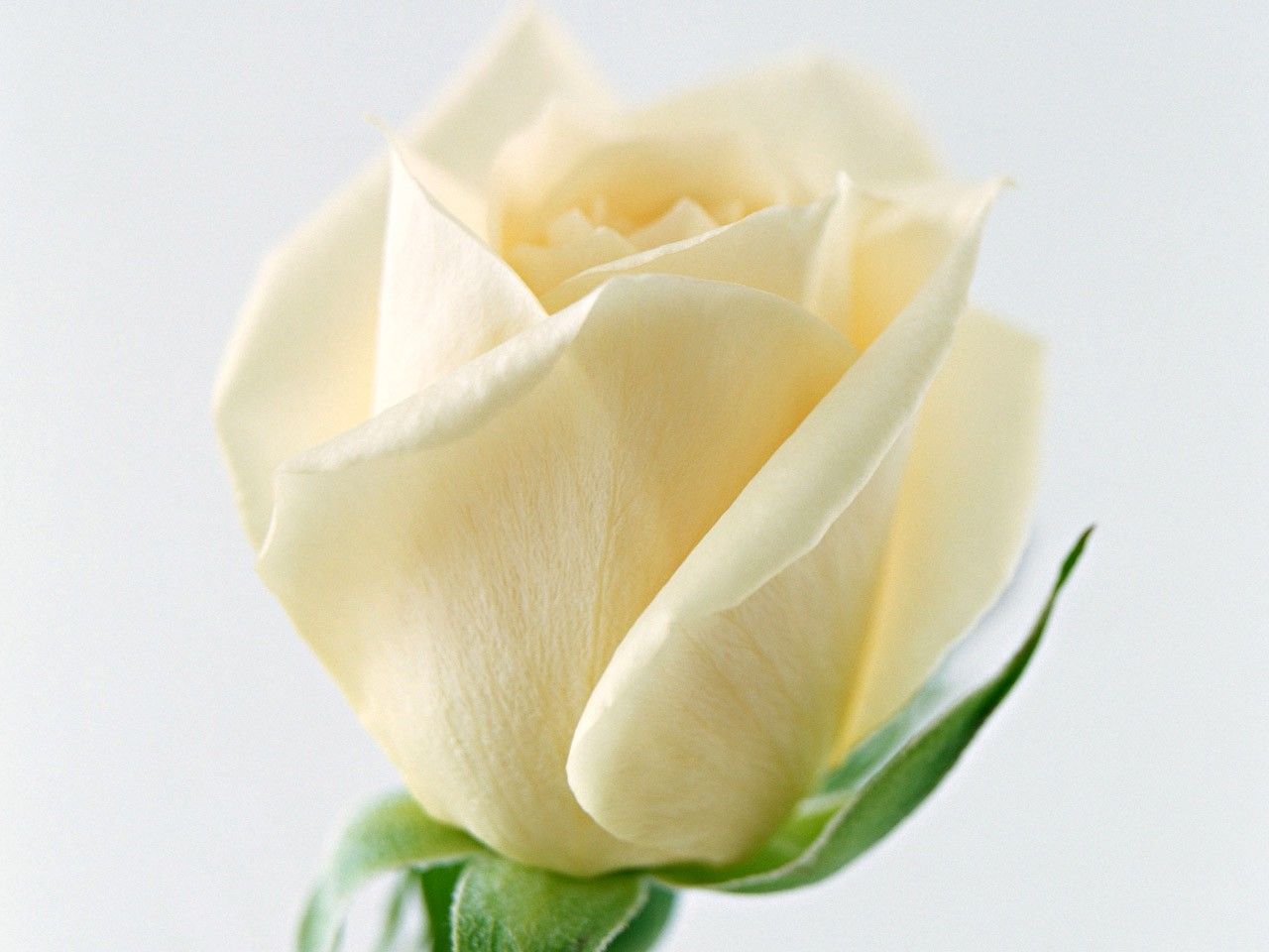 Белые розы с надписью