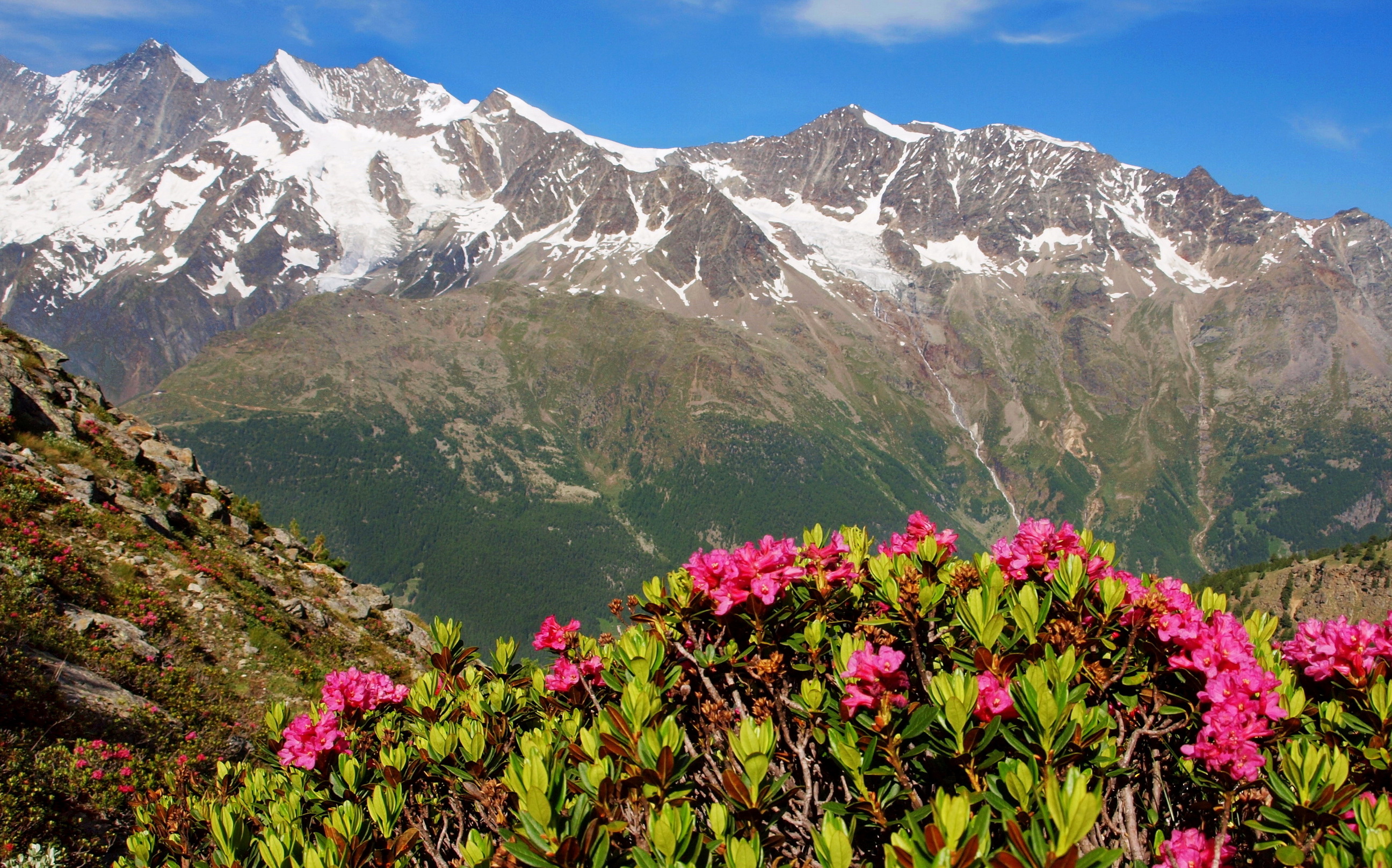 Mountain flower. Сванетия Альпийские горы. Альпийские Луга Сванетии. Швейцария цветы горы. Альпийские розы Тянь Шань.