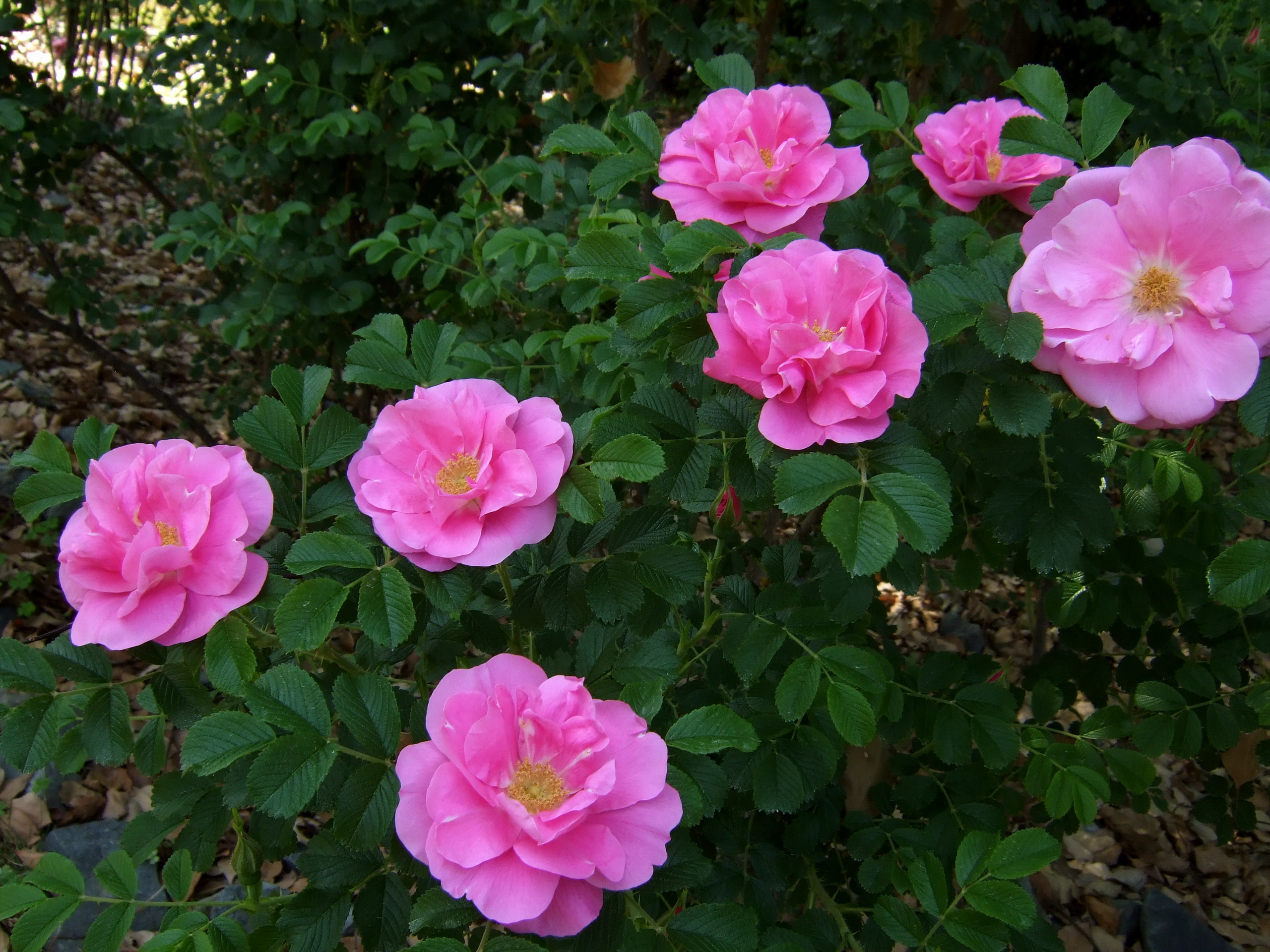 Канадская роза Jens Munk