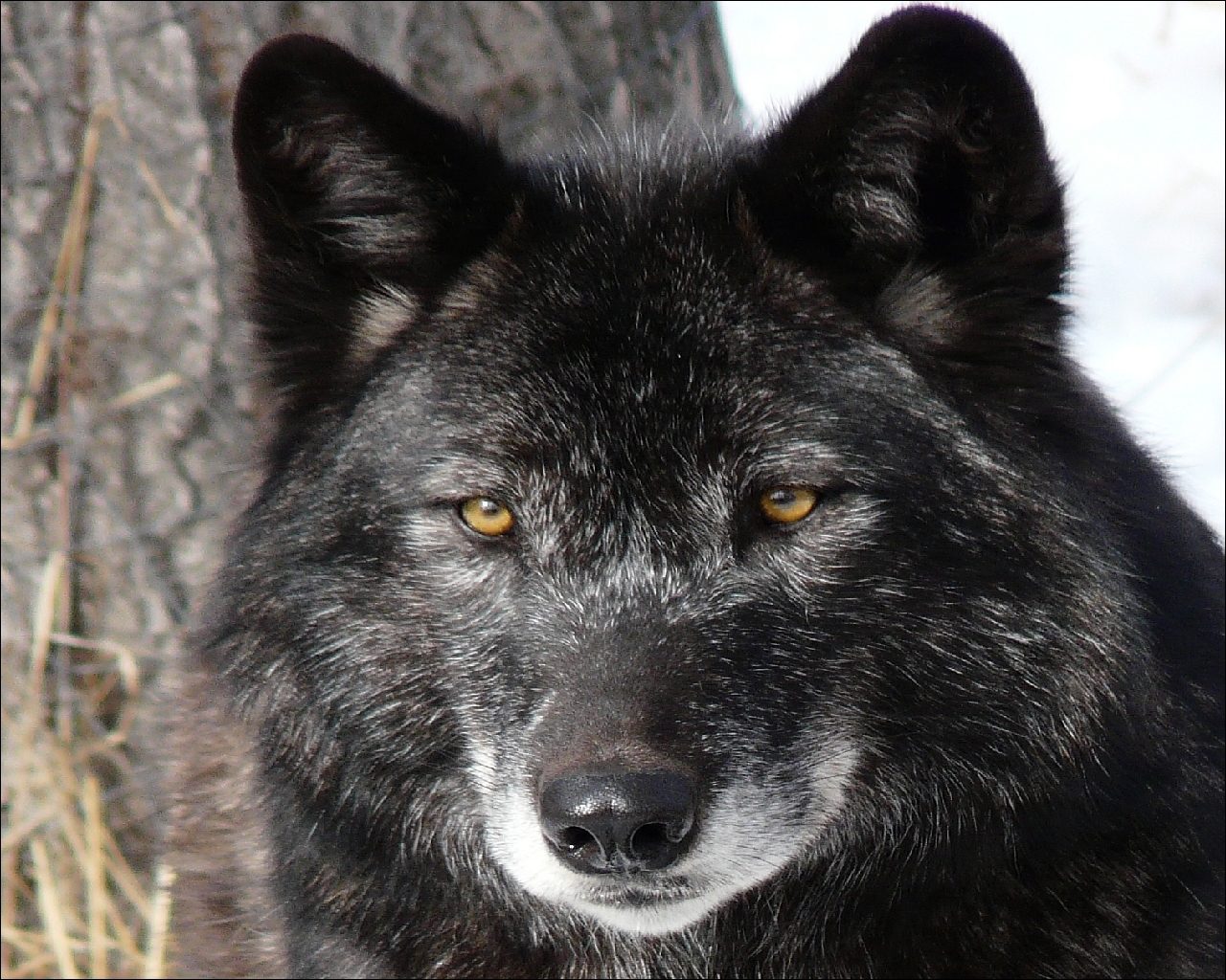 Канадский серый волк