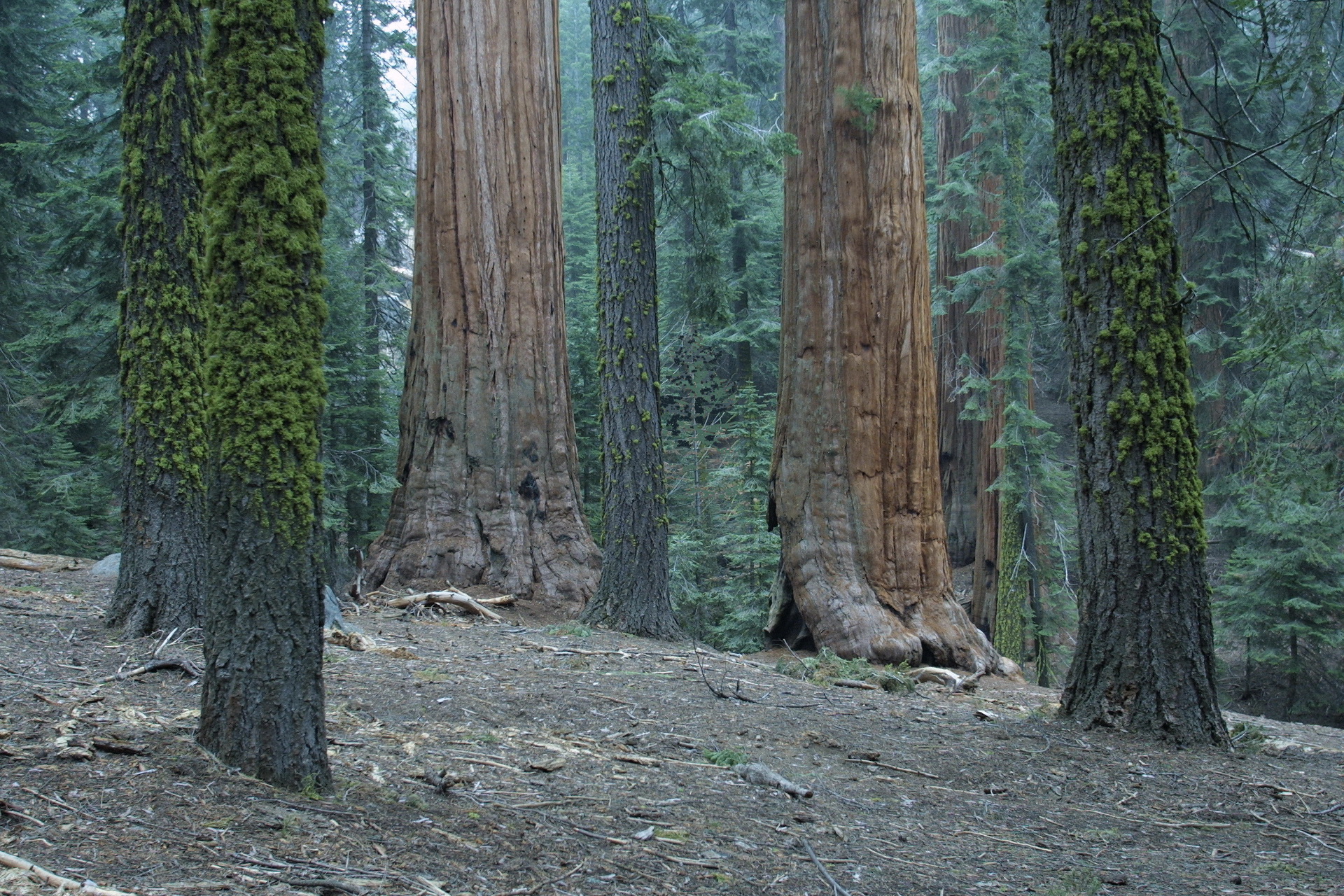 Giant forest. Секвойя дерево. Лес секвойи в Крыму. Секвойи Юрского периода. Джайант Форест.