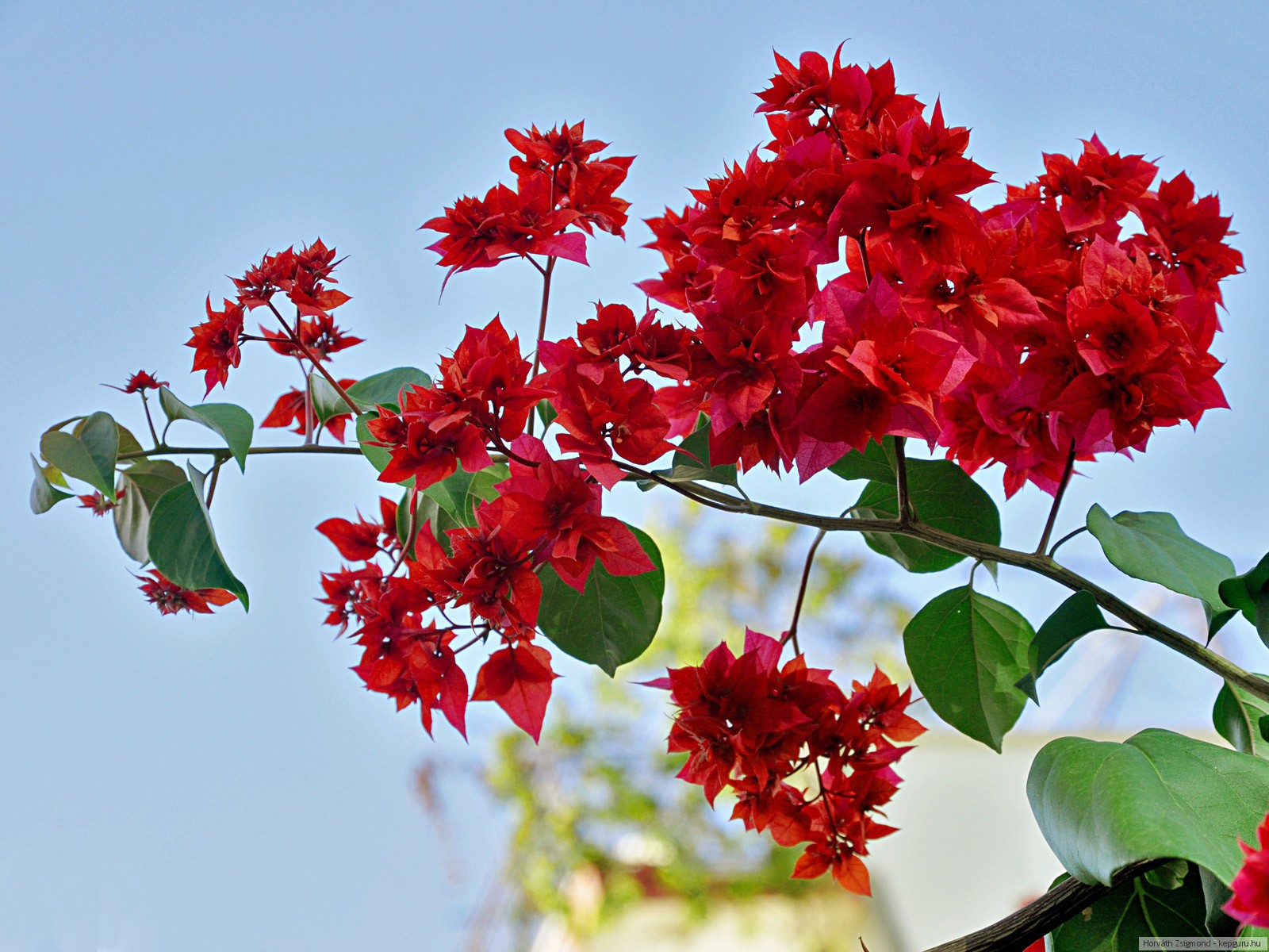 Цветение красных цветов на дереве