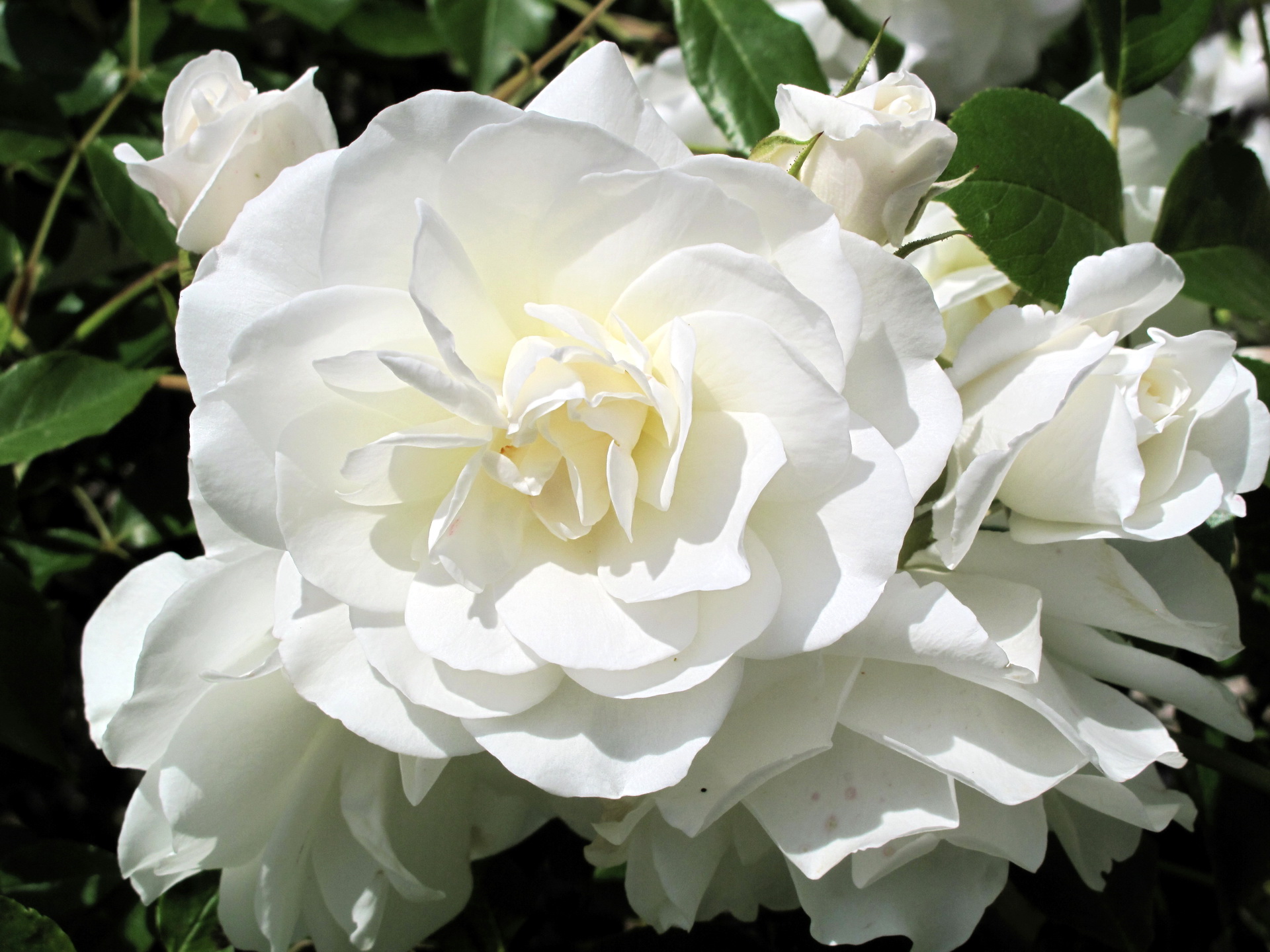 Роза Blanc de Coubert
