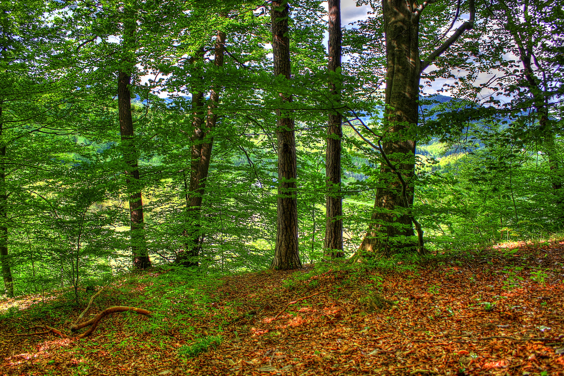 Алатанинский лес