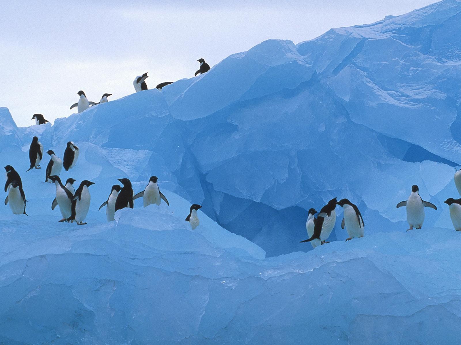 Пингвины в арктической пустыне