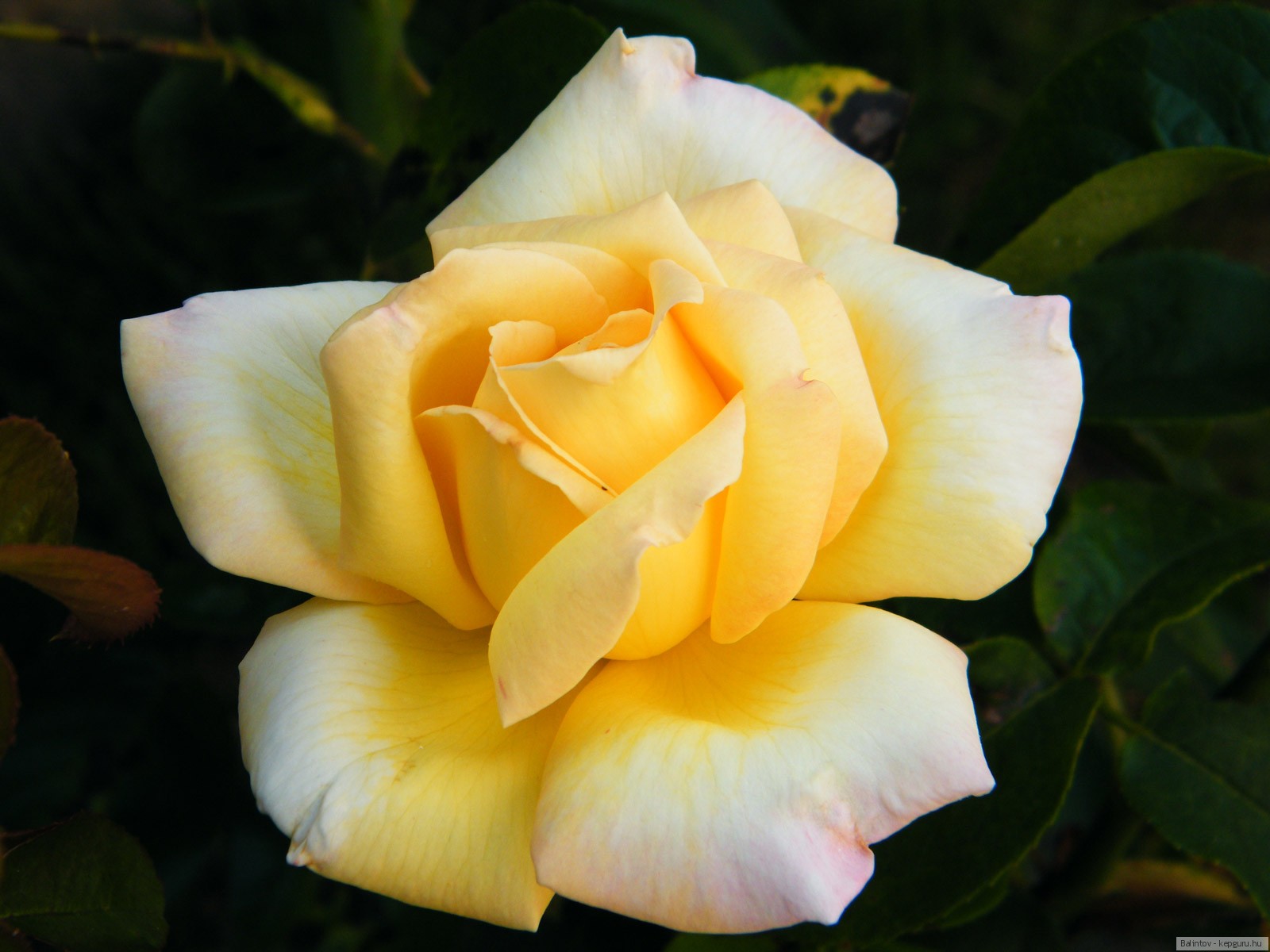 роза чайно гибридная желтый остров