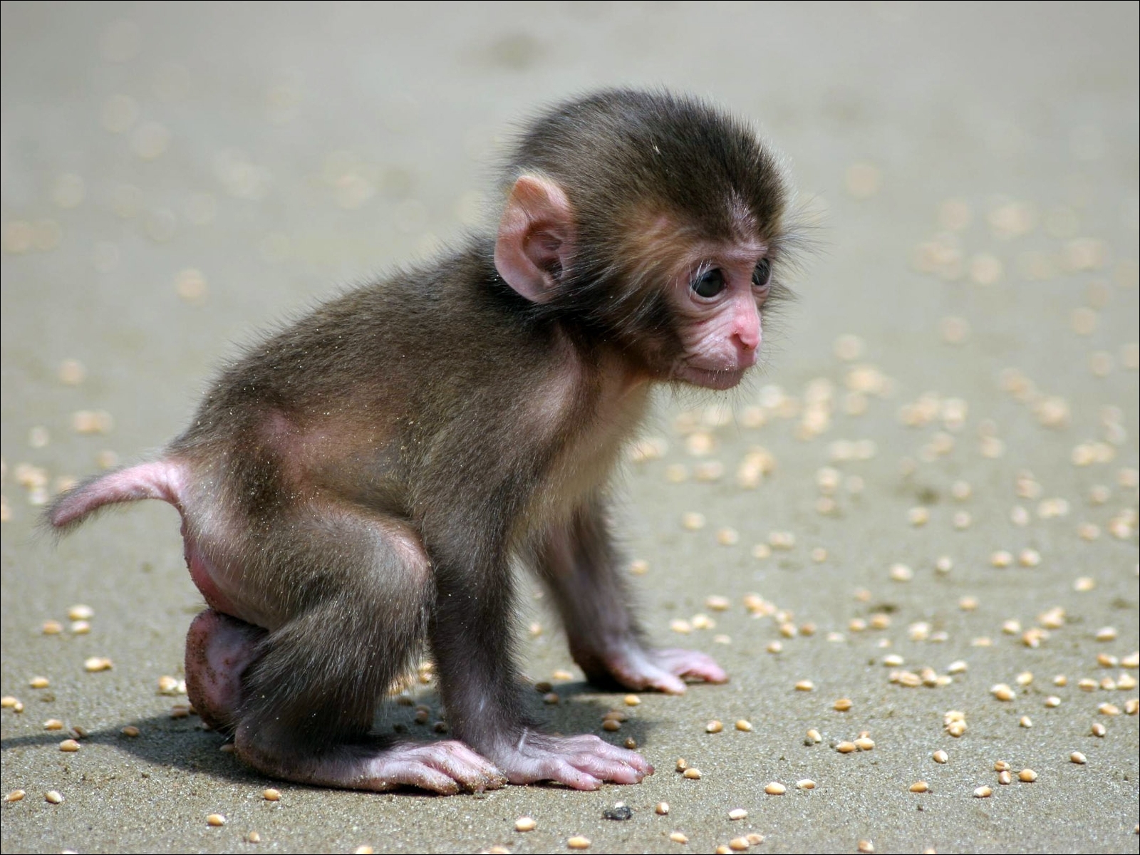 милая обезьяна фото