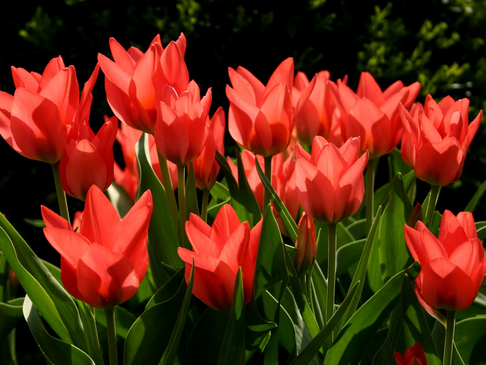 Бесплатные картинки тюльпанов