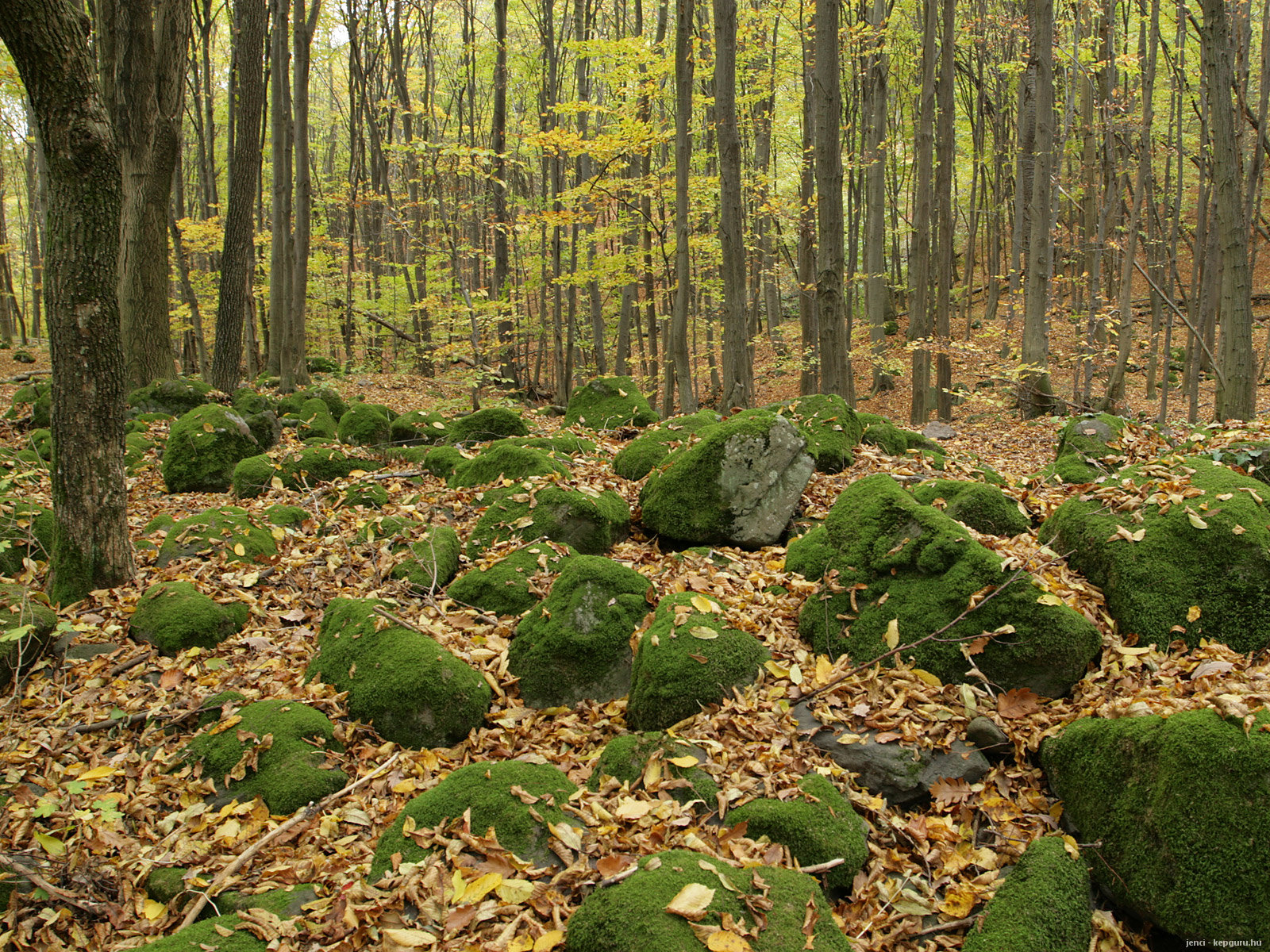 Замшелый камень в лесу куча