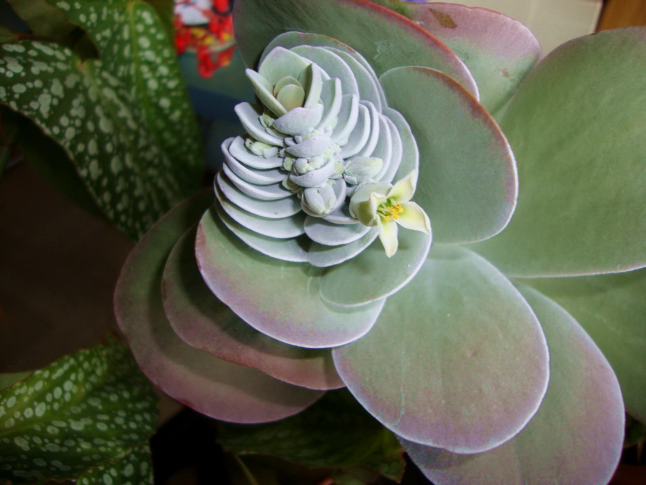 Kalanchoe Турсифлора