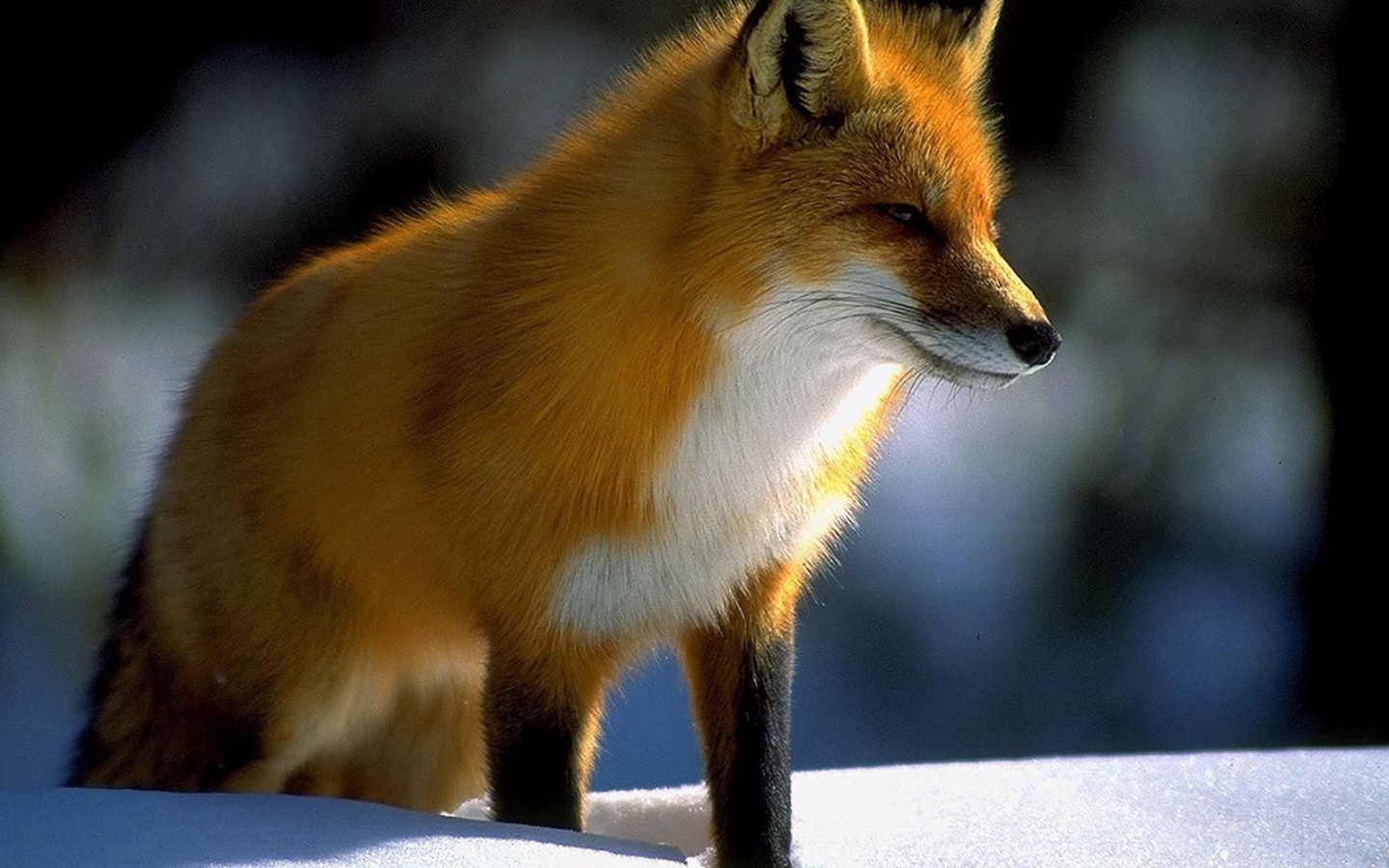 Фото газель лисичка