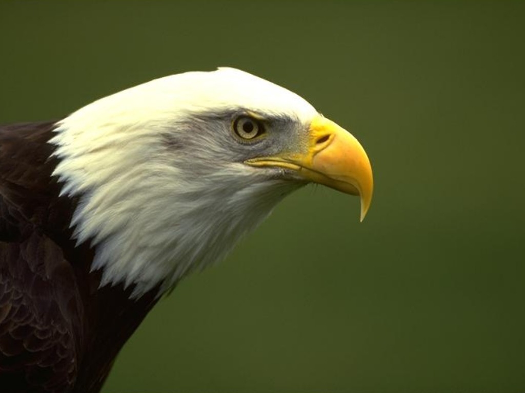 Eagle head