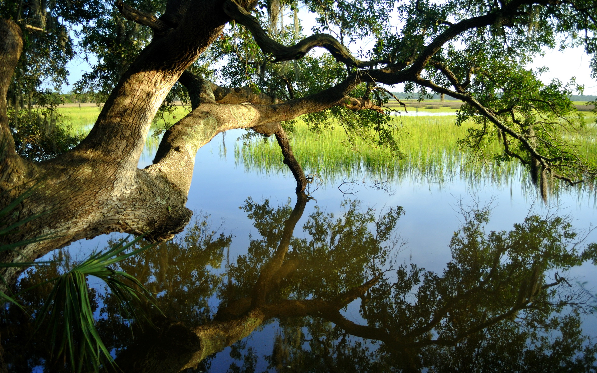 Water trees. Дерево над водой. Дерево у реки. Дерево над озером.