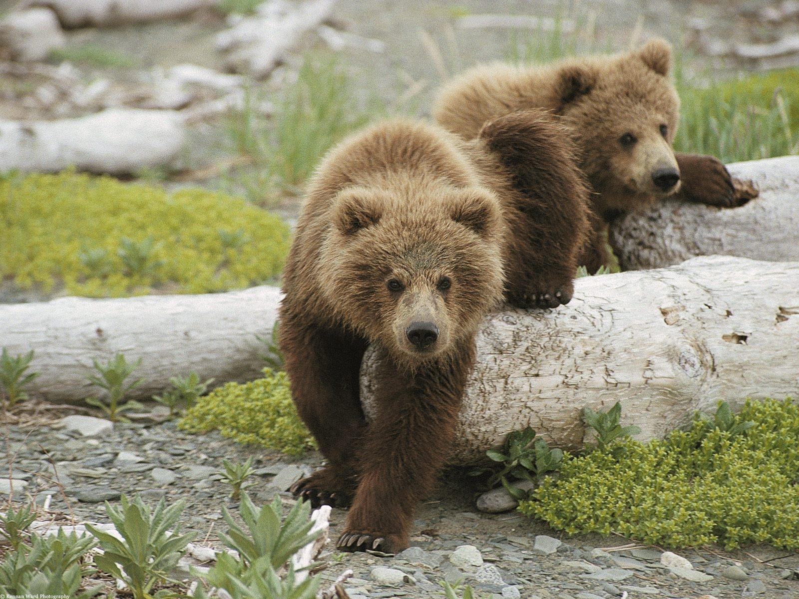 Bear photo. Бурый медведь косолапый. Медвежонок. Бурый Медвежонок. Факты о медведях.