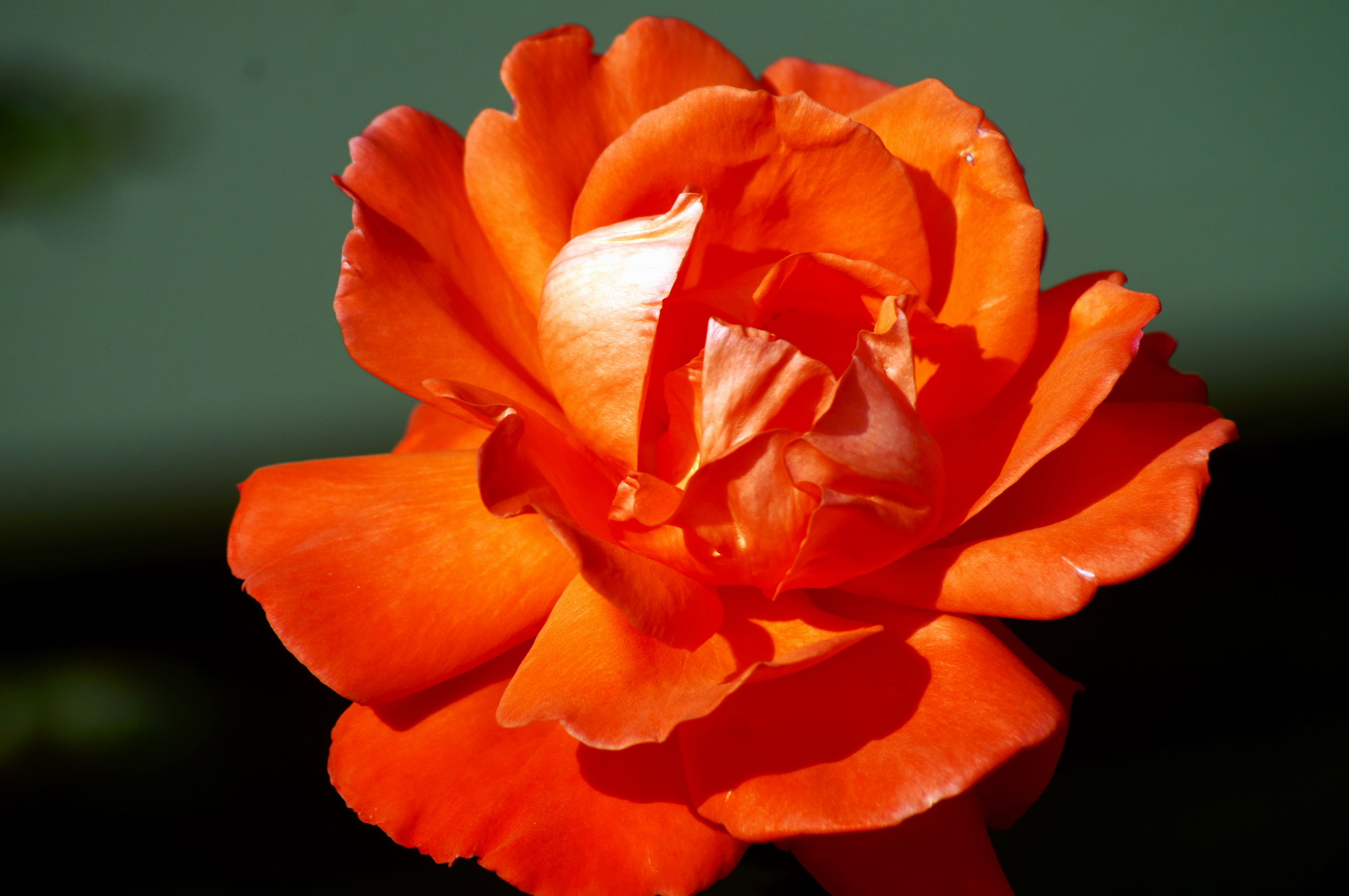 Хельстен роза