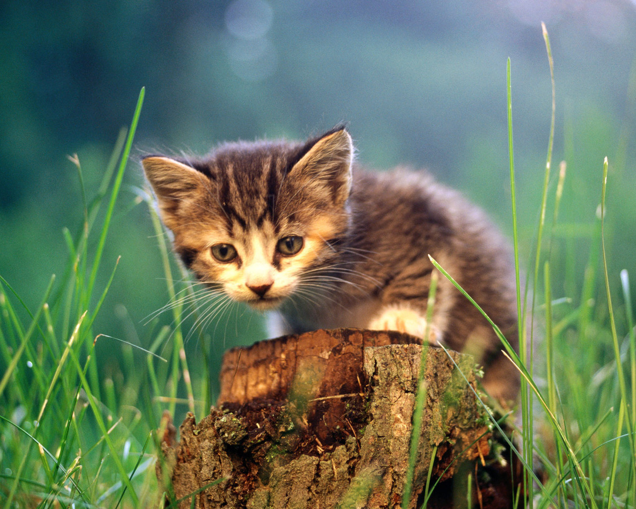 картинки с милыми котятами на природе