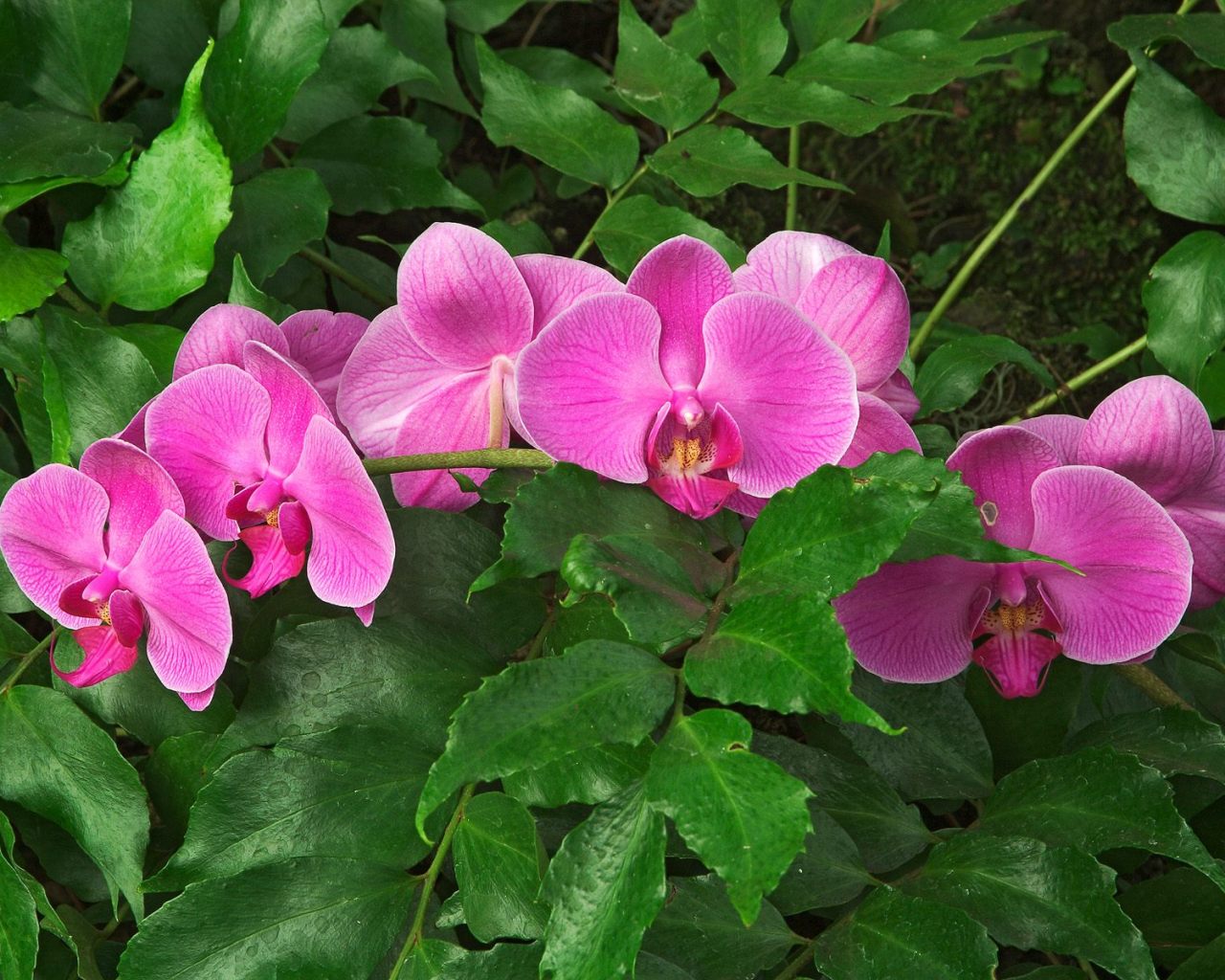 Камышовая Орхидея