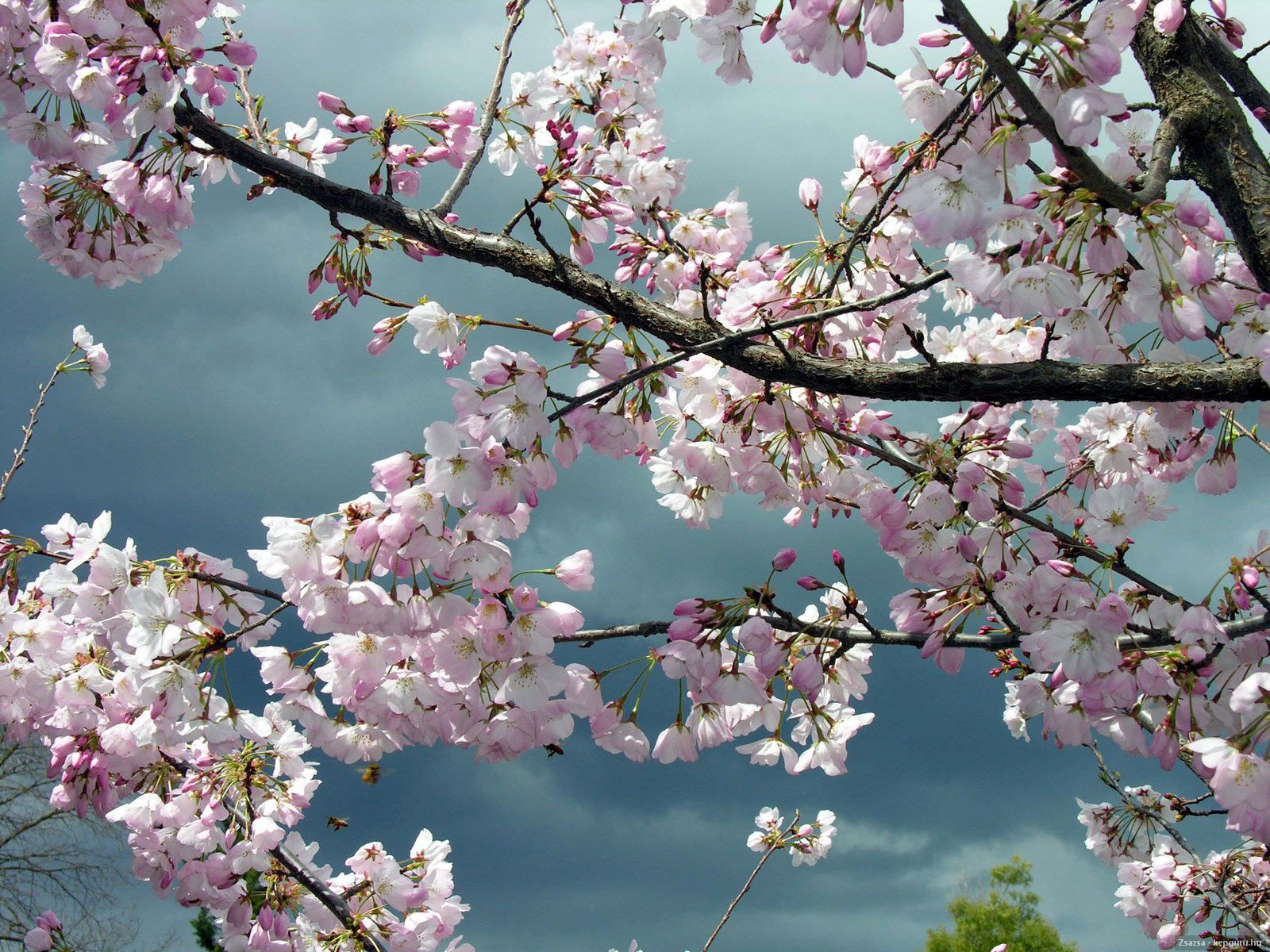 Сакура дерево цветение