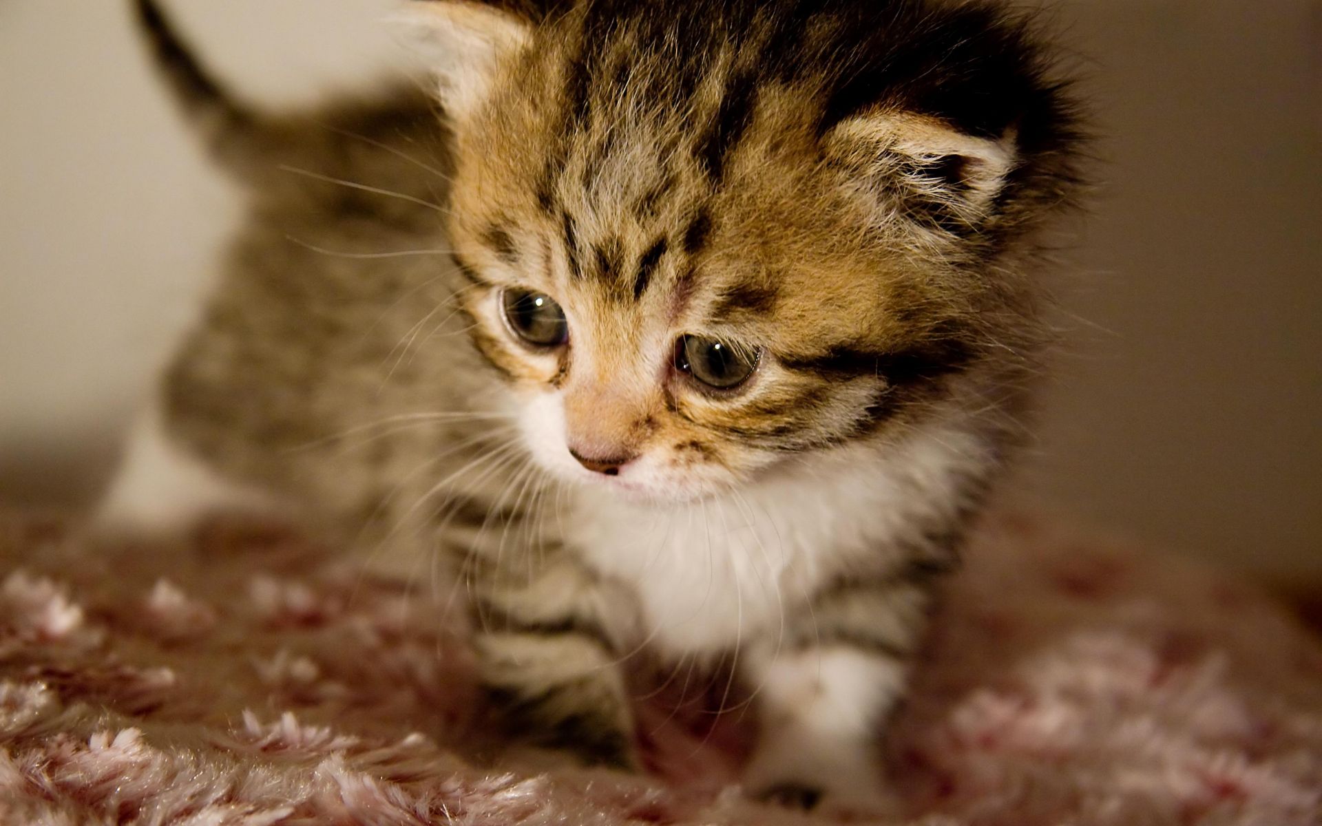 Kitten. Маленький котенок. Котята милашки. Милые кошки. Самые милые котята.