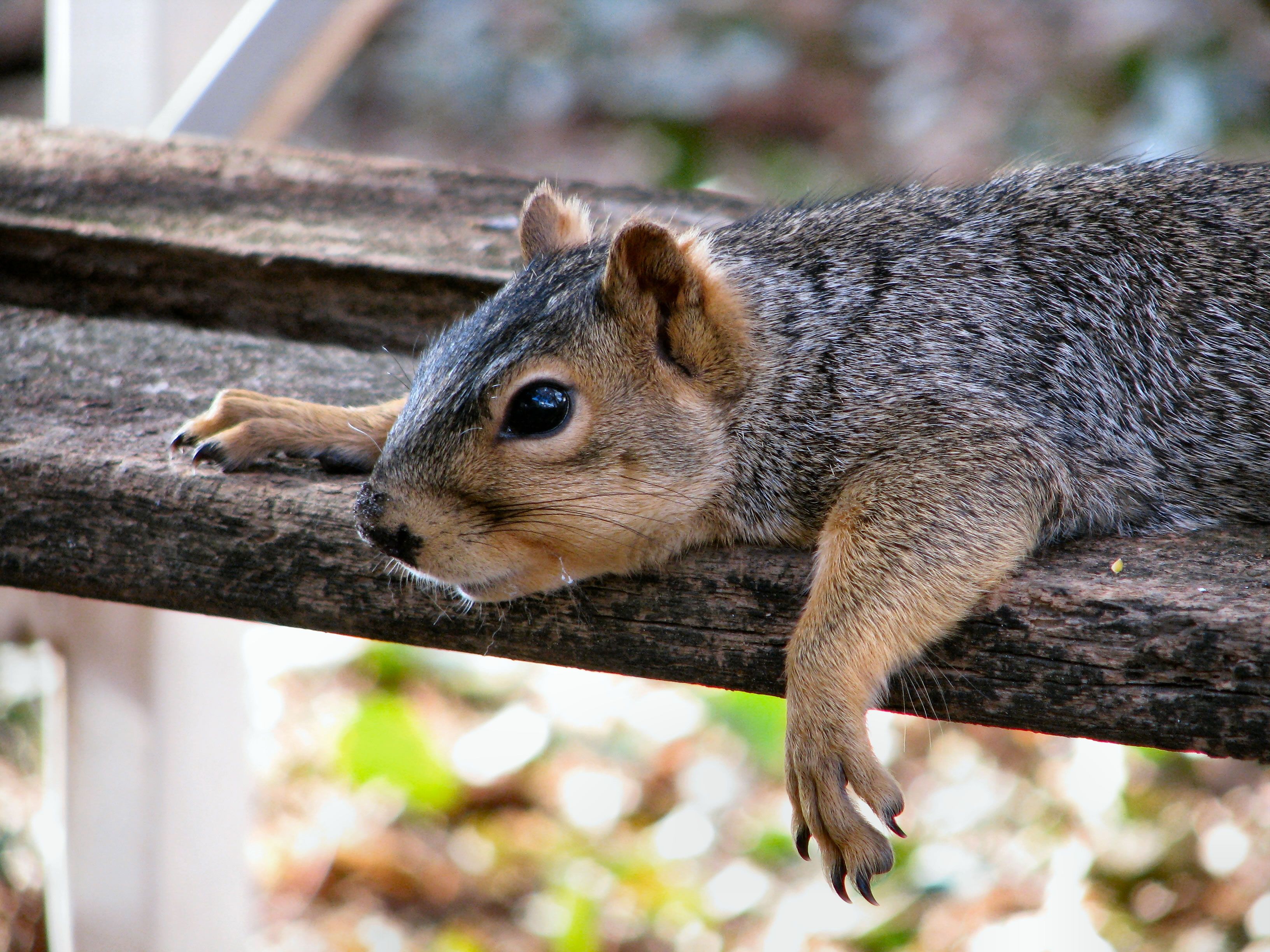 Squirrel. Скалистая белка. Бенгальская белка. Песчаная белка. Белки Грызуны.