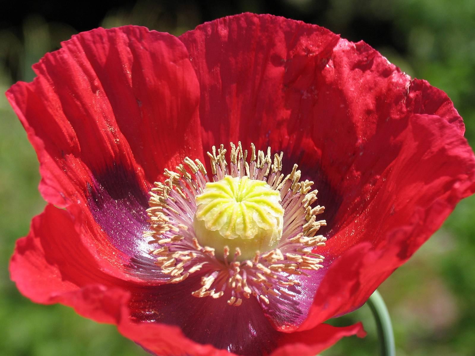 Что такое мак. Мак Papaver Cardinal. Мак снотворный красный. Мак малиновый. Канадский Мак.