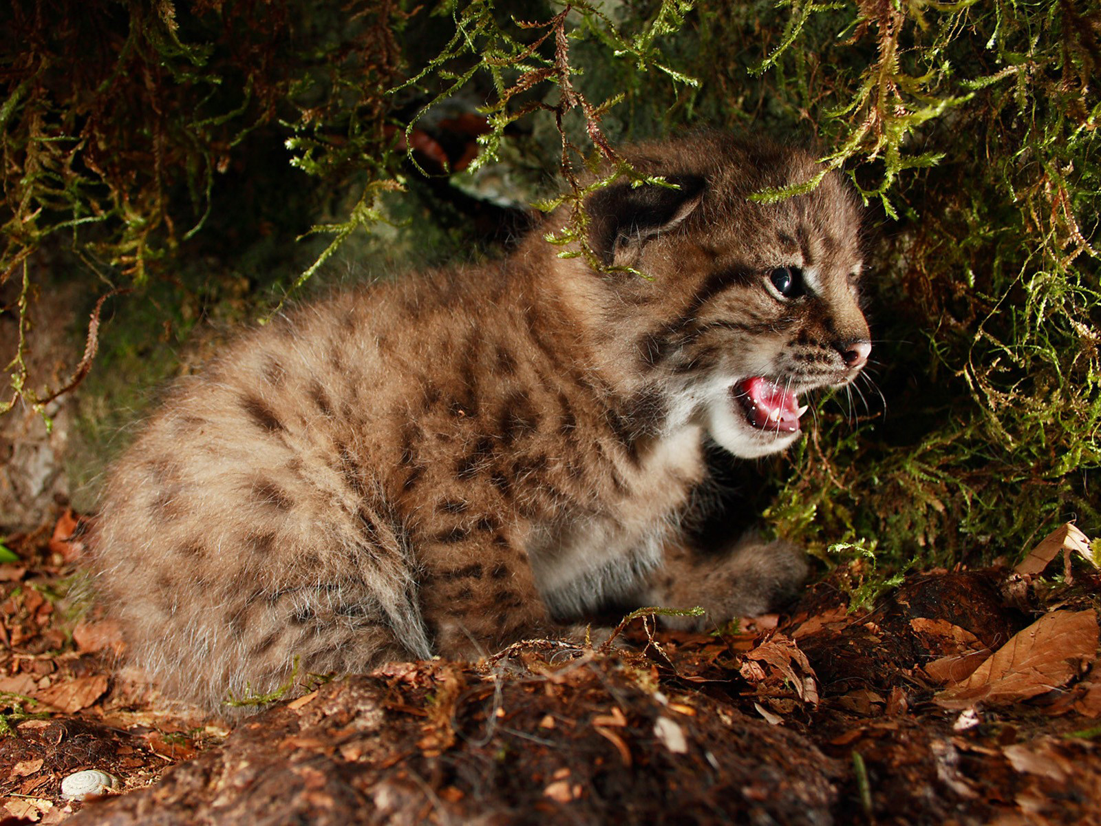 Lynx Cub