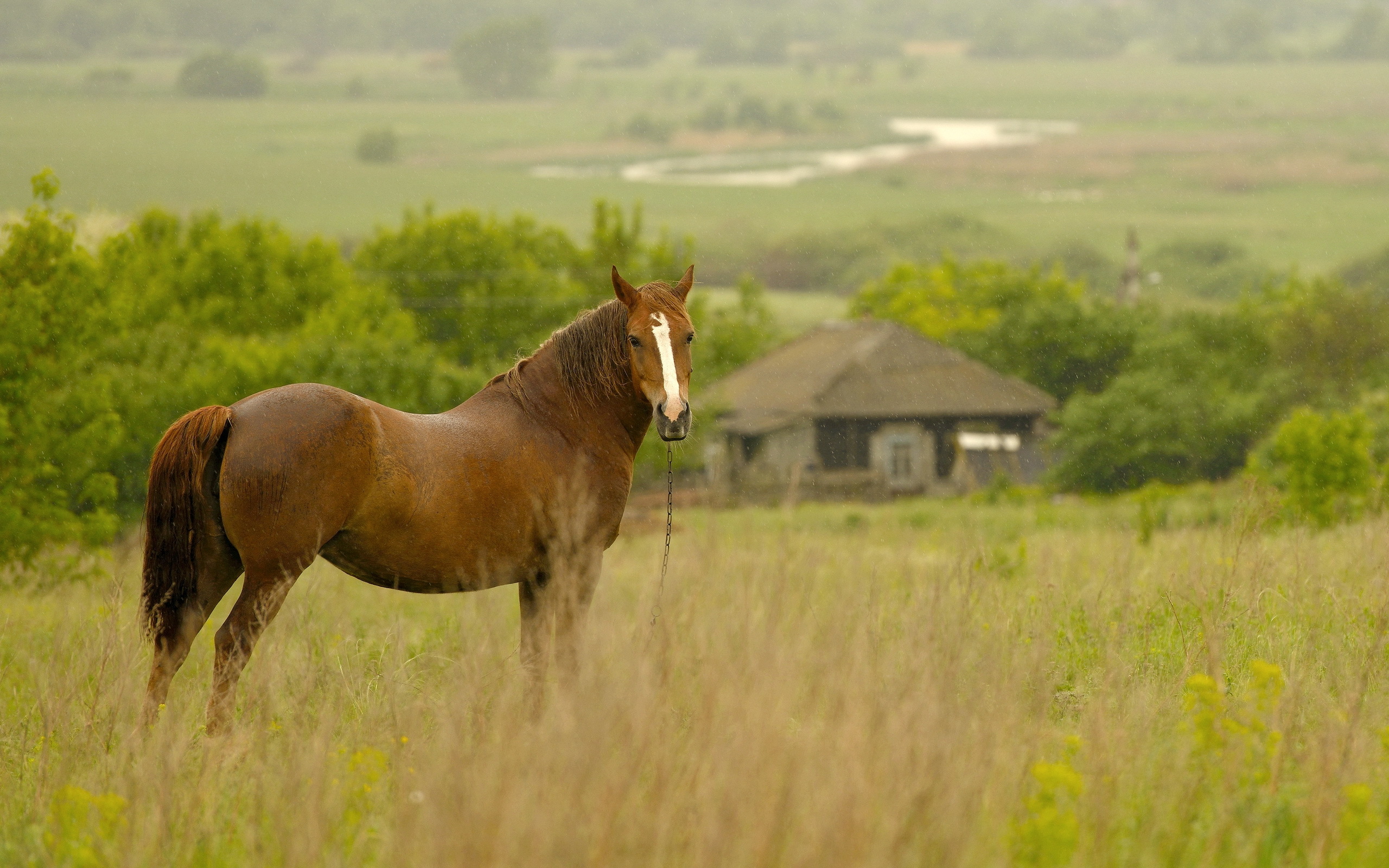 Верховое поле. Ганноверская порода лошадей. Деревенские лошади. Лошадь в поле. Лошади на природе.