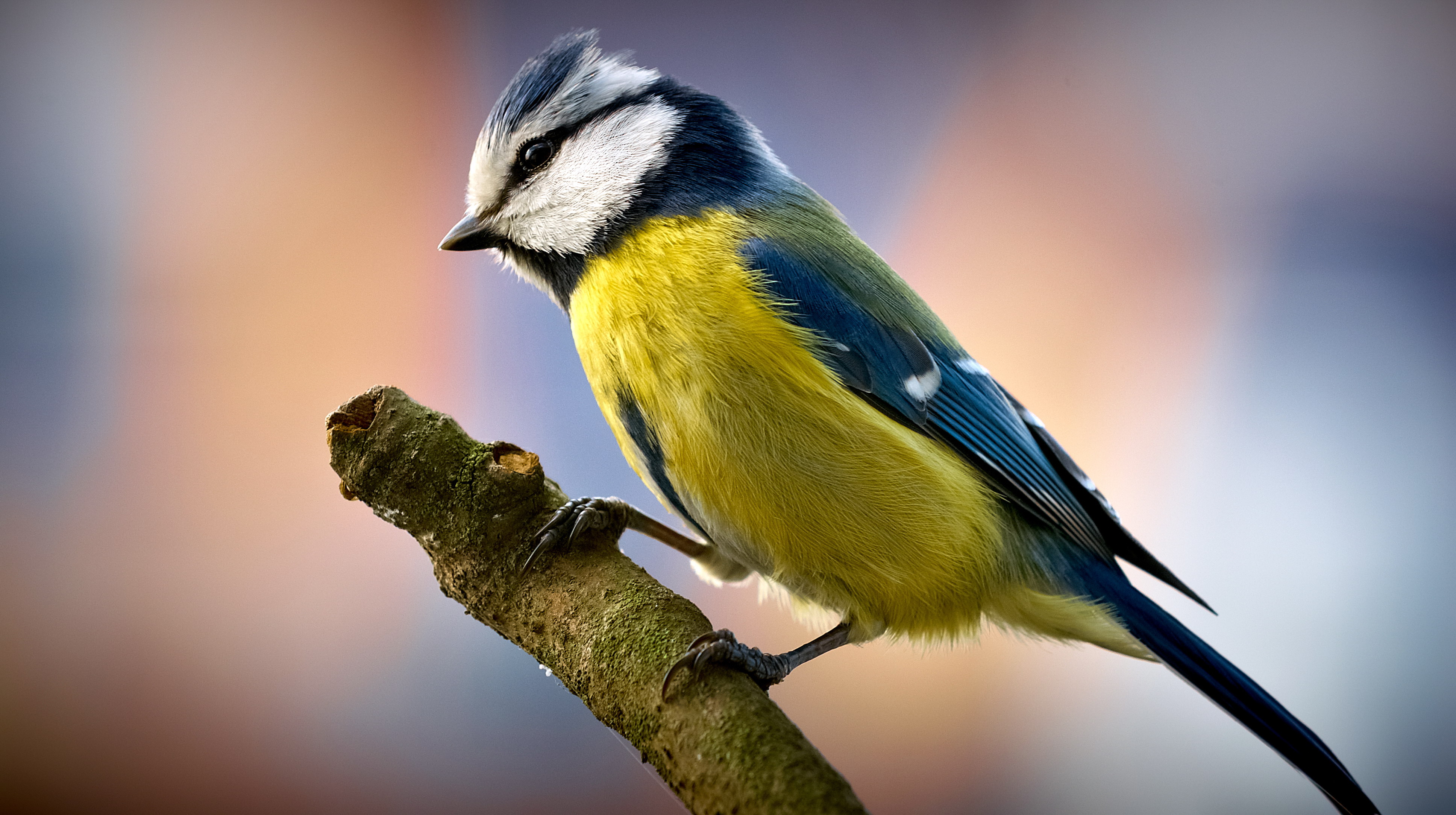 Bird picture. Зеленоспинная синица. Синица лазоревка. Клюв синички. Отряд Воробьинообразные синица.