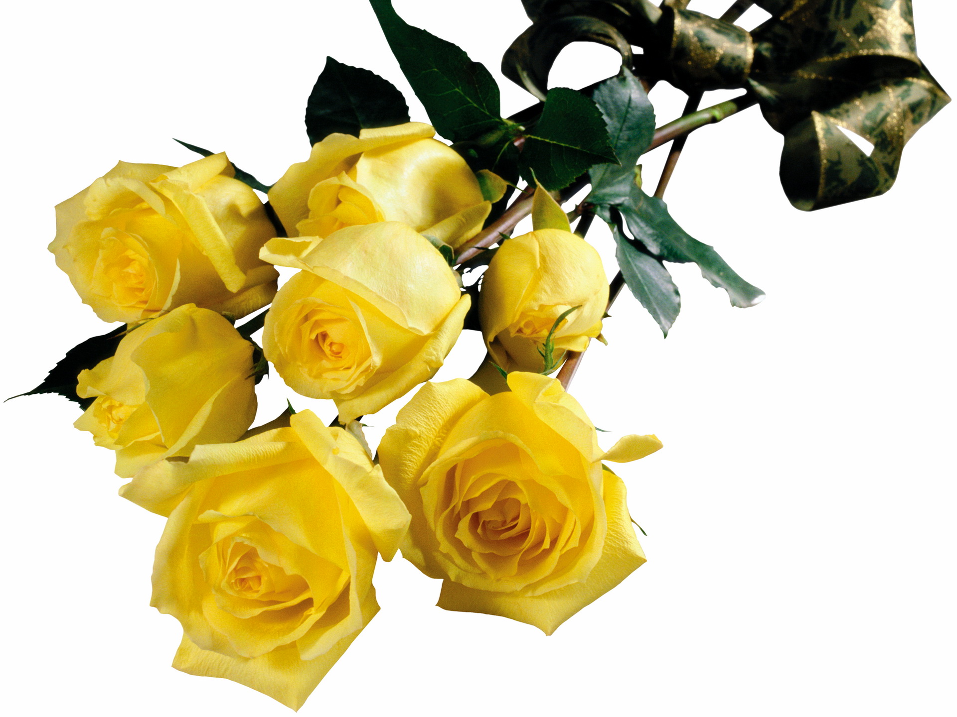 Желтые розы на прозрачном фоне