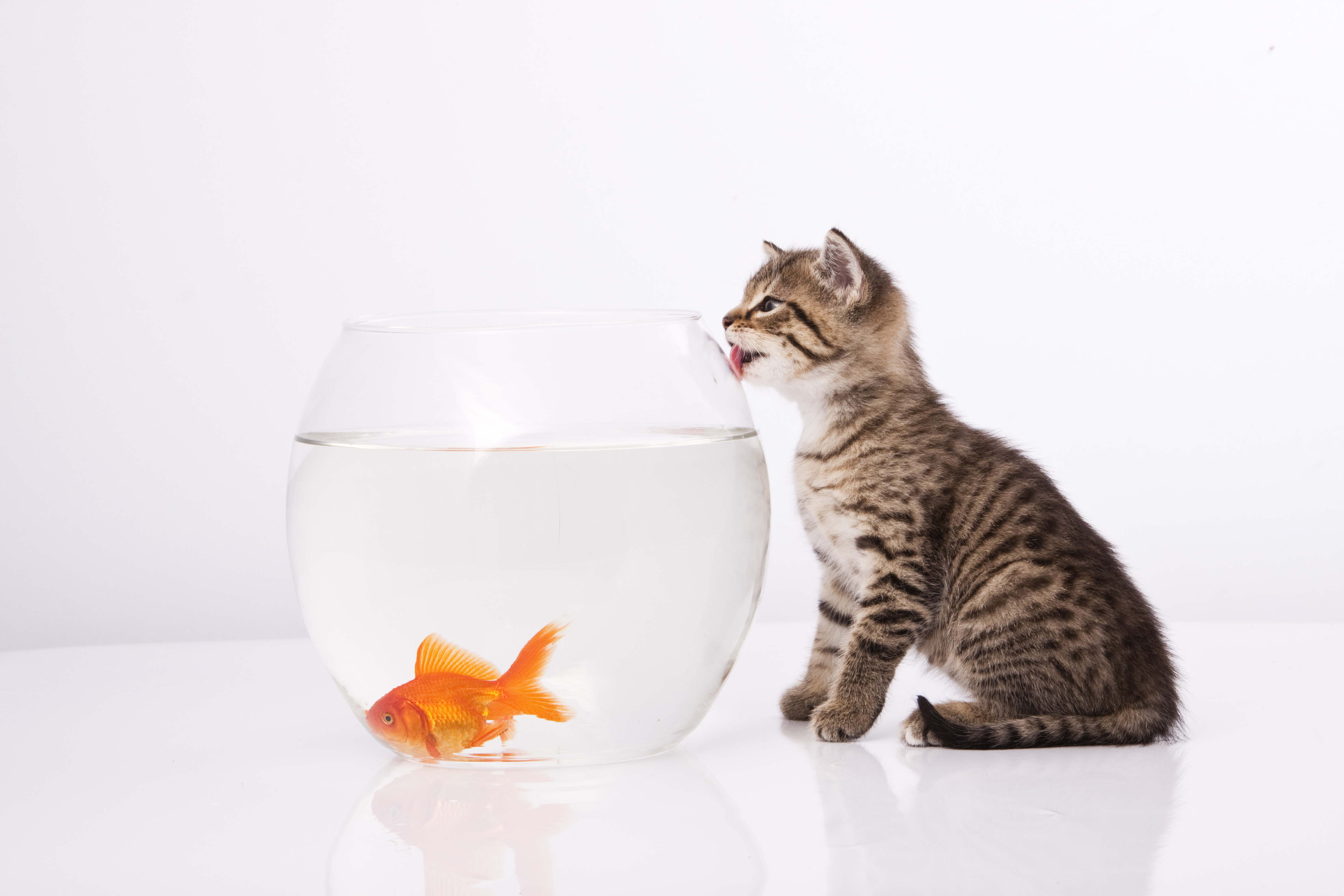Кошечка рыбка. Котенок и аквариум. Котенок в бокале. Кот и рыбка. Кот и рыбка в аквариуме.