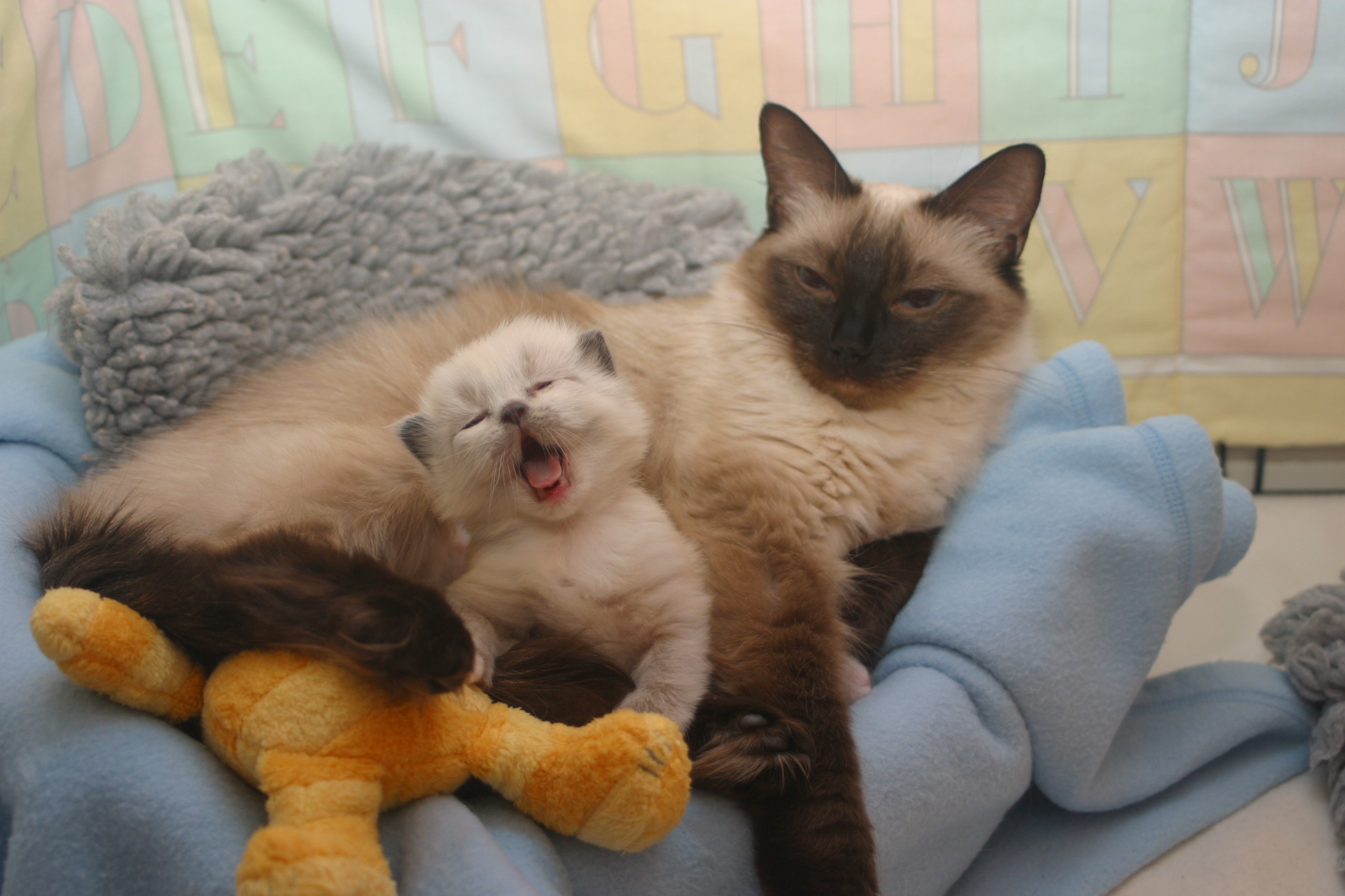 Радость материнства кошка