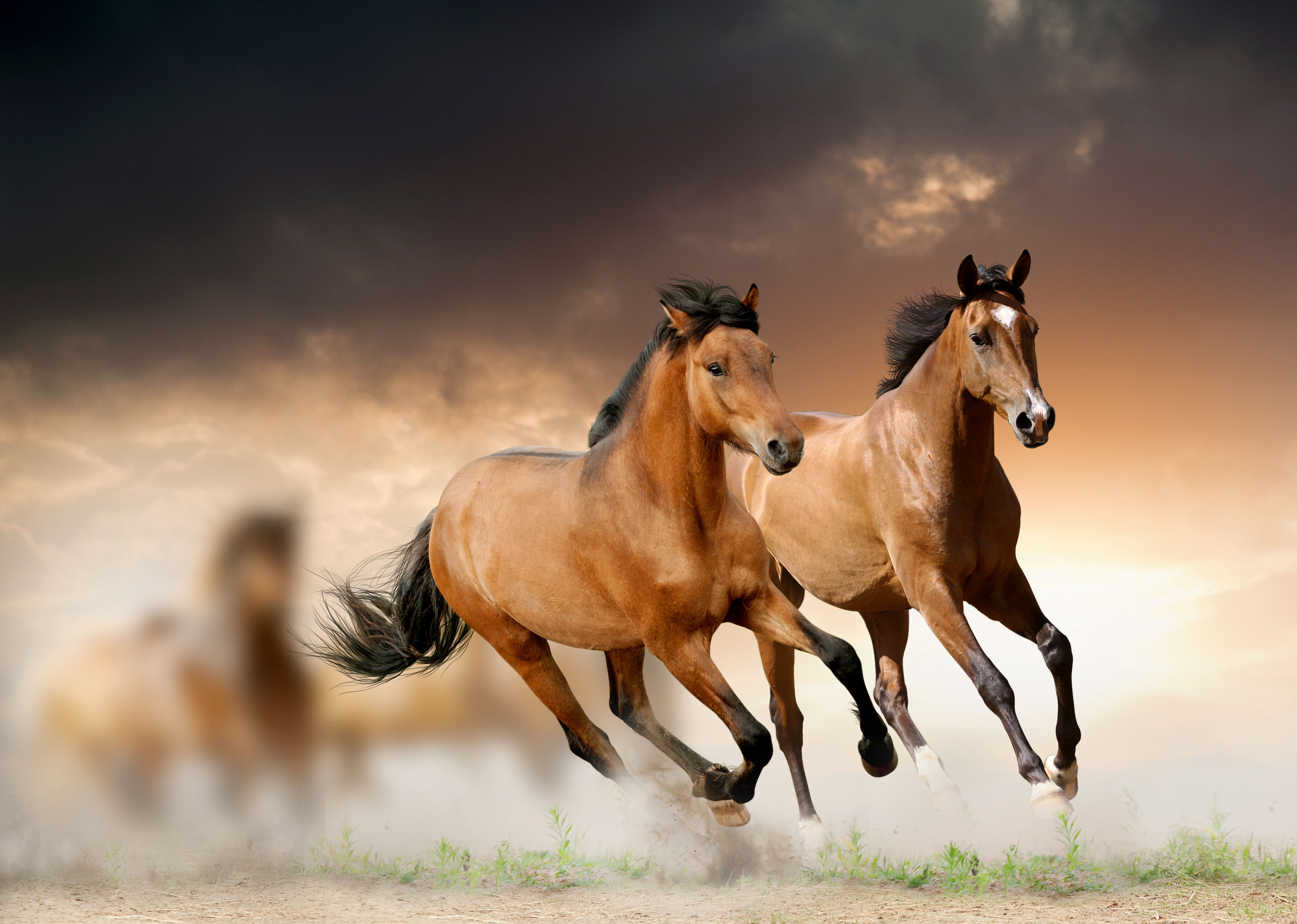 Бесплатны картинки лошади. Гнедой Мустанг. Дикий гнедой Мустанг. Лошадь бежит. Красивые лошади.