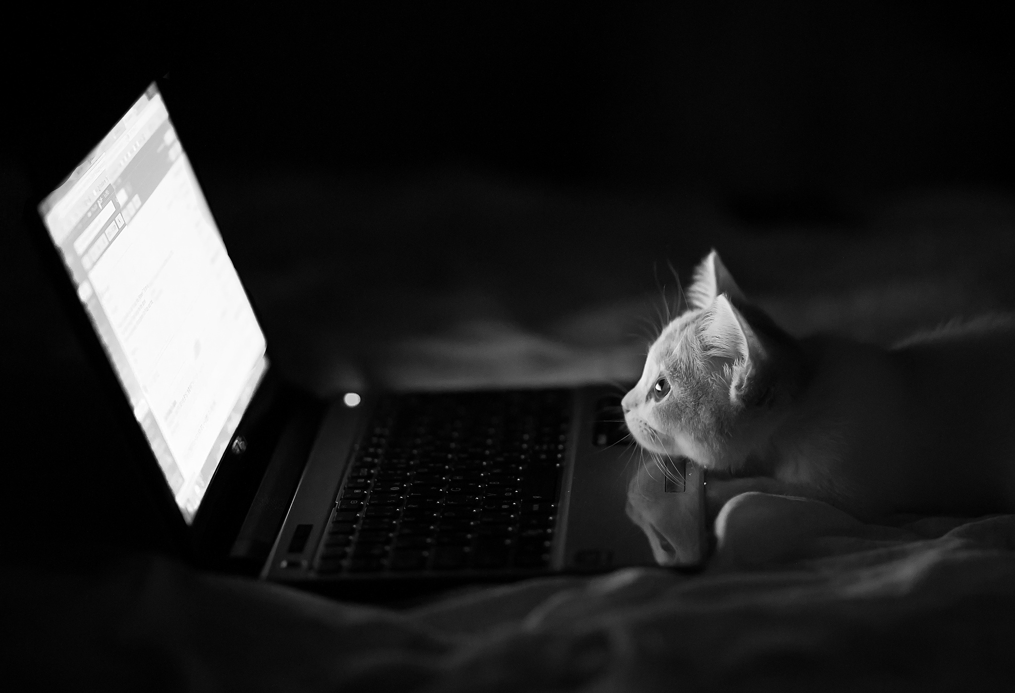 Котенок на ноутбуке