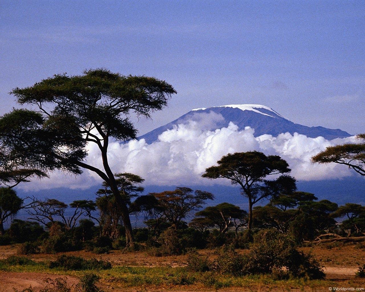 Саванна Килиманджаро