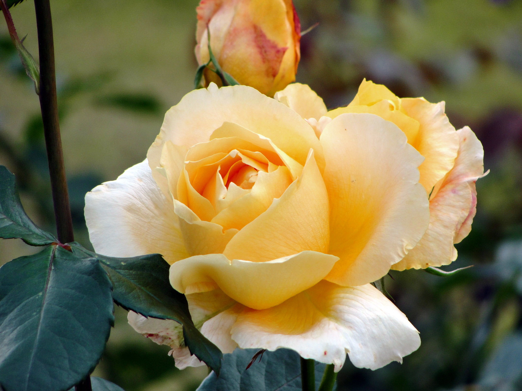 Чайная роза какого цвета фото