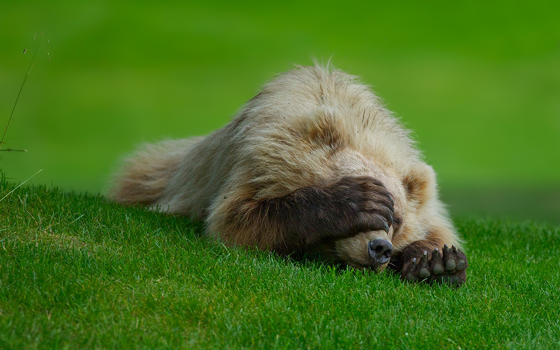 Медвежонок валяется на траве