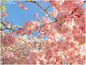 Фотография Цветущие деревья Цветы