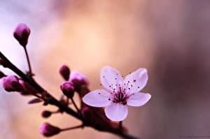 Фотографии Цветущие деревья цветок
