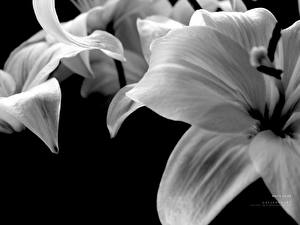 Фотографии Лилии цветок