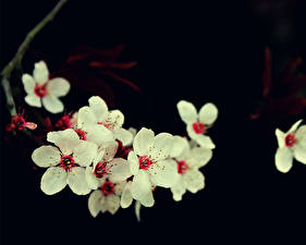 Фотографии Цветущие деревья цветок