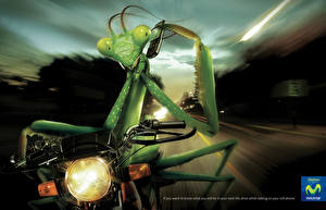 Картинка Бренд богомол едит на мотоцикле
