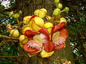 Обои Цветущие деревья Курупита гвианская Цветы