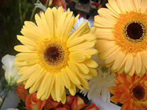 Фотографии Герберы желтые цветок