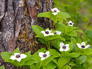 Фото Цветущие деревья Кизил канадский Цветы