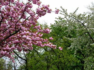 Фото Цветущие деревья