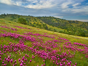 Фото Поля Природа